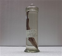 藏品(長印魚)的圖片